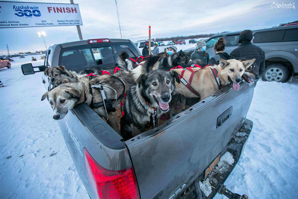 42nd Kuskokwim 300 Sled Dog Race is underway in Bethel The Delta Discovery, Inc.